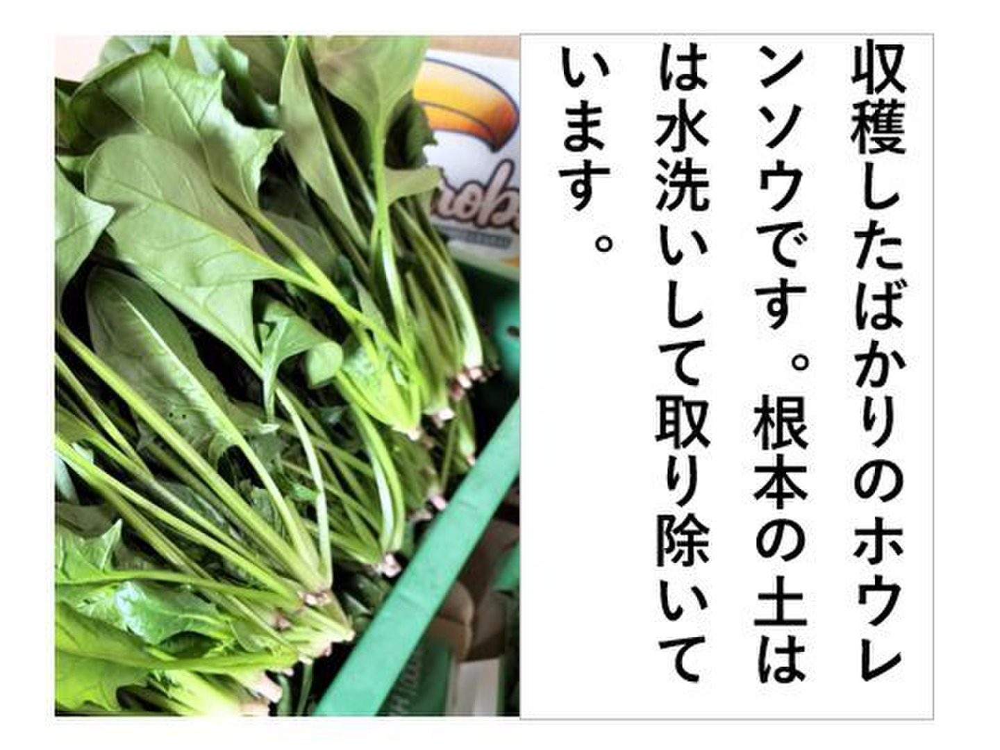 新鮮！シャキ旨！ほうれん草〈約1kg〉：秋田県産のその他