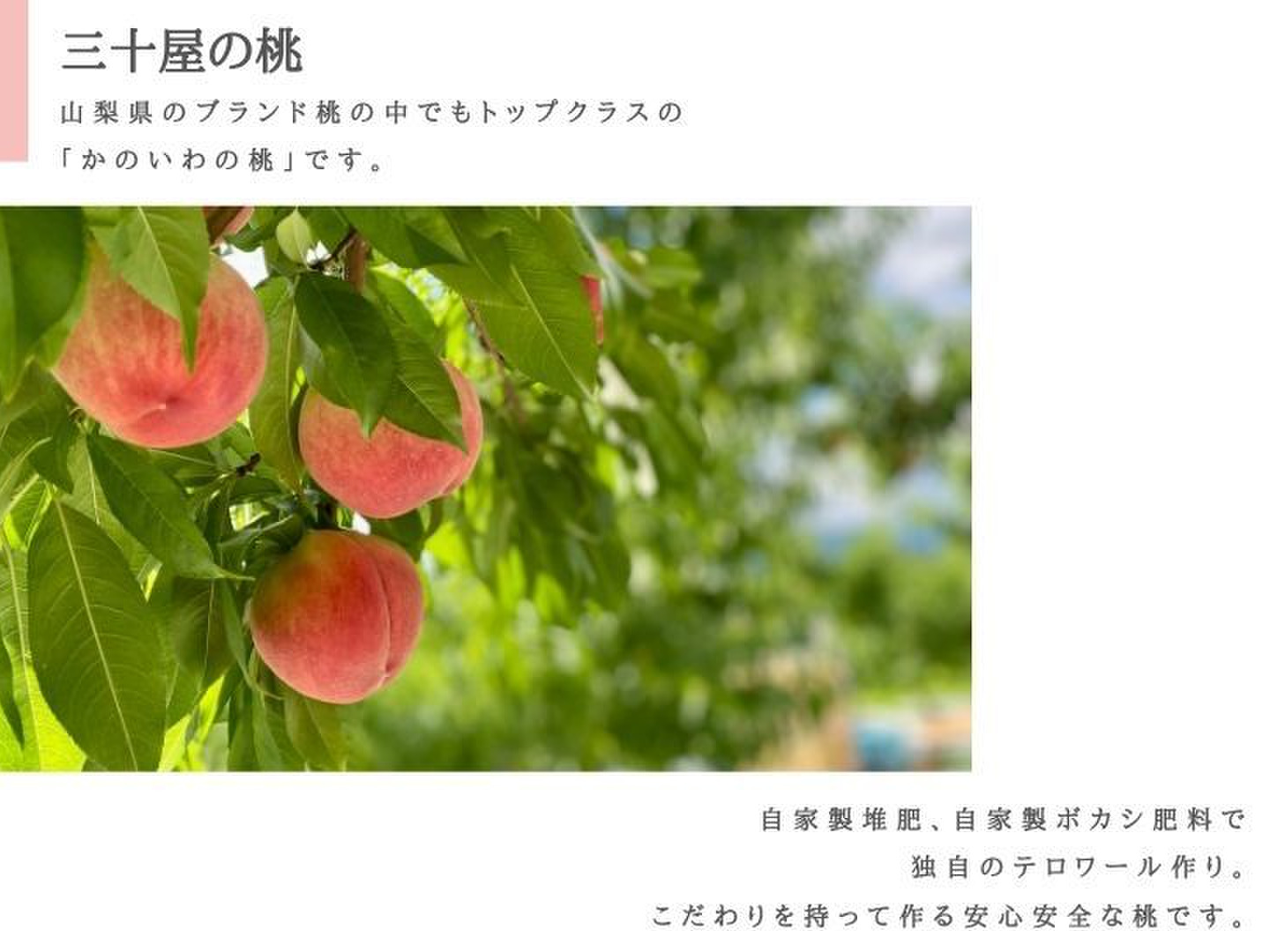 ⑩若桃 山梨県産 箱込み8.6kg 桃(若桃) 《加工用》山梨県産 6kg (箱抜き) o - メルカリ