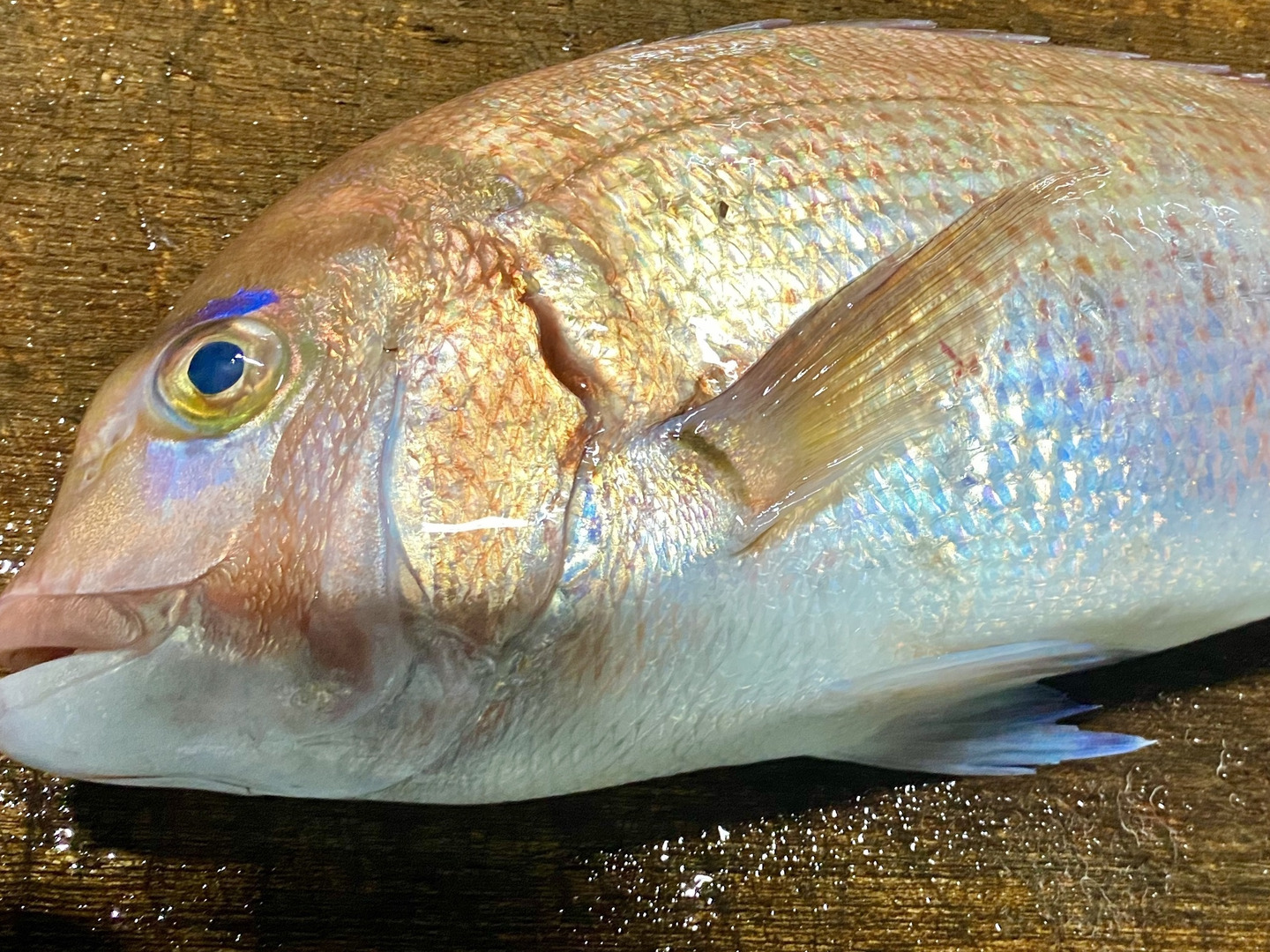 新しいブランド dd0d2885718b9c029cc9a9e25c98cd 魚介