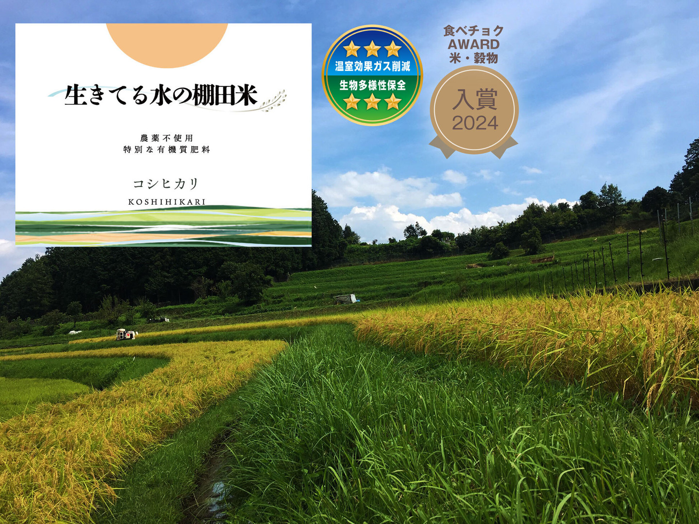 10kgびわ湖・棚田米／令和7年 滋賀県産 伏流水が育んだヒノヒカリ 自家消費米 令和8年新米◇生きてる水の棚田米◇農薬・化学肥料不使用・生きてる