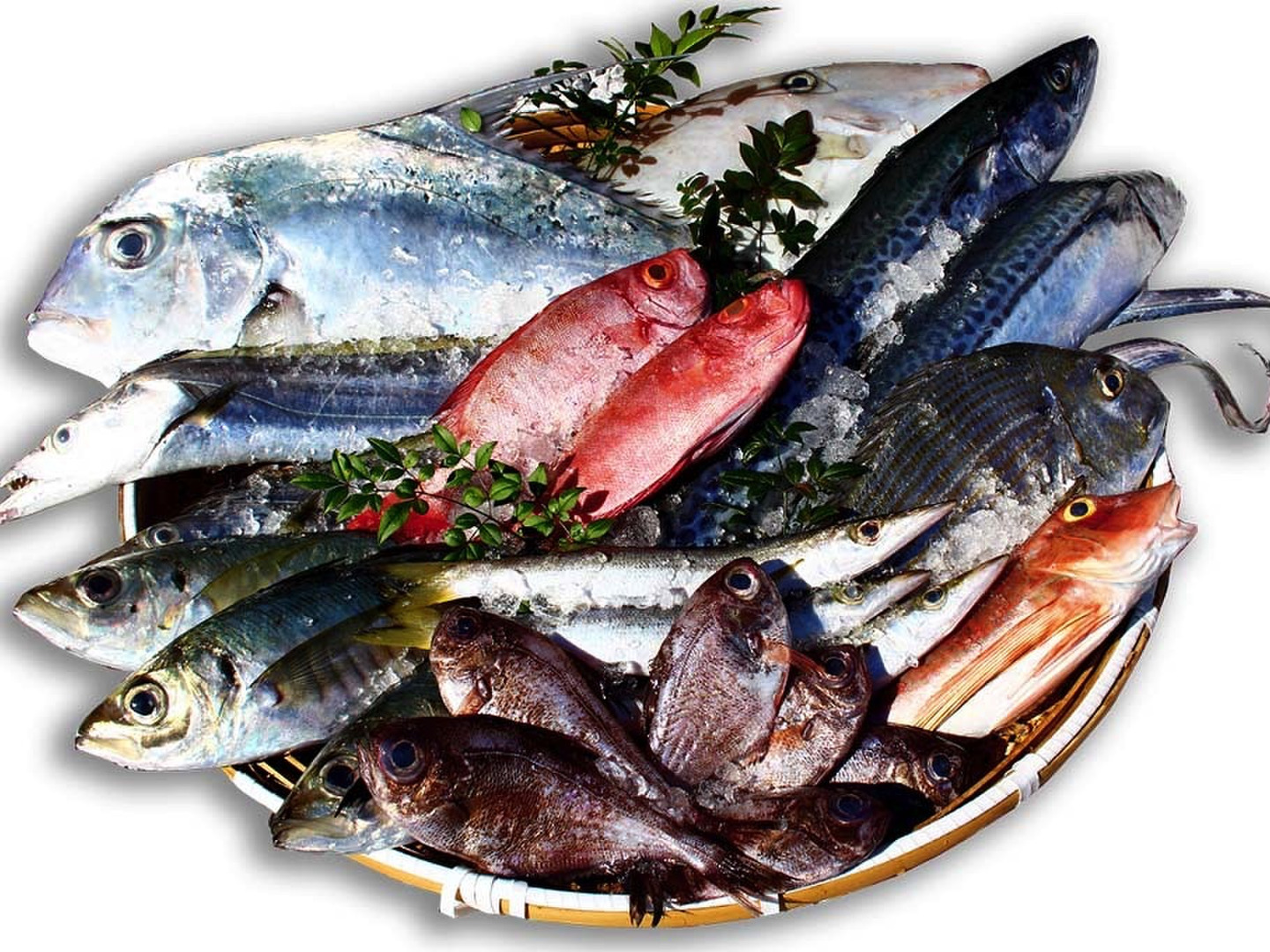 Sサイズ】鮮度バツグンの朝どれ鮮魚セット：宮崎県産のその他魚