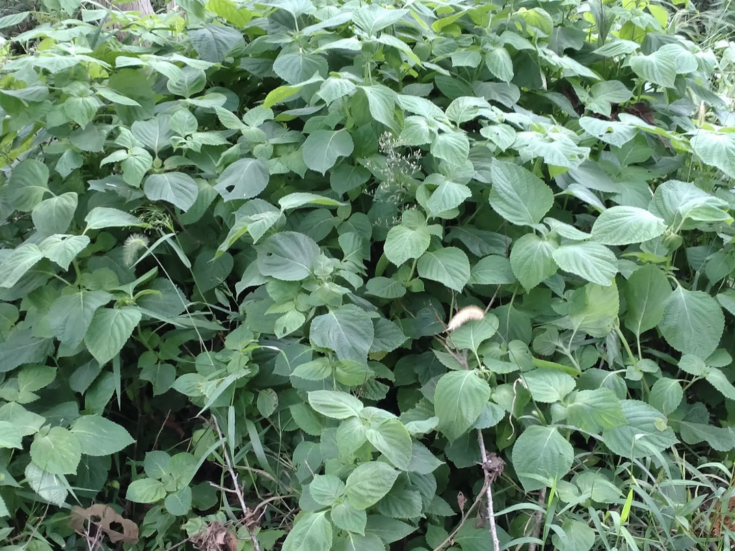 えごまの葉 えごまの葉 枝付きエゴマの葉 30枚☆※常温発送：石川県産の野菜