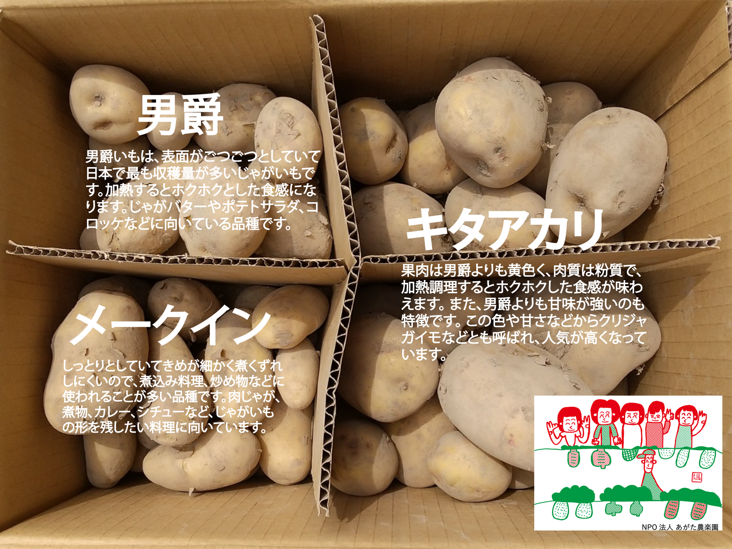 大人気品種の　メークイン 78 54f8ea5cf347d20748f5dfe78c6786