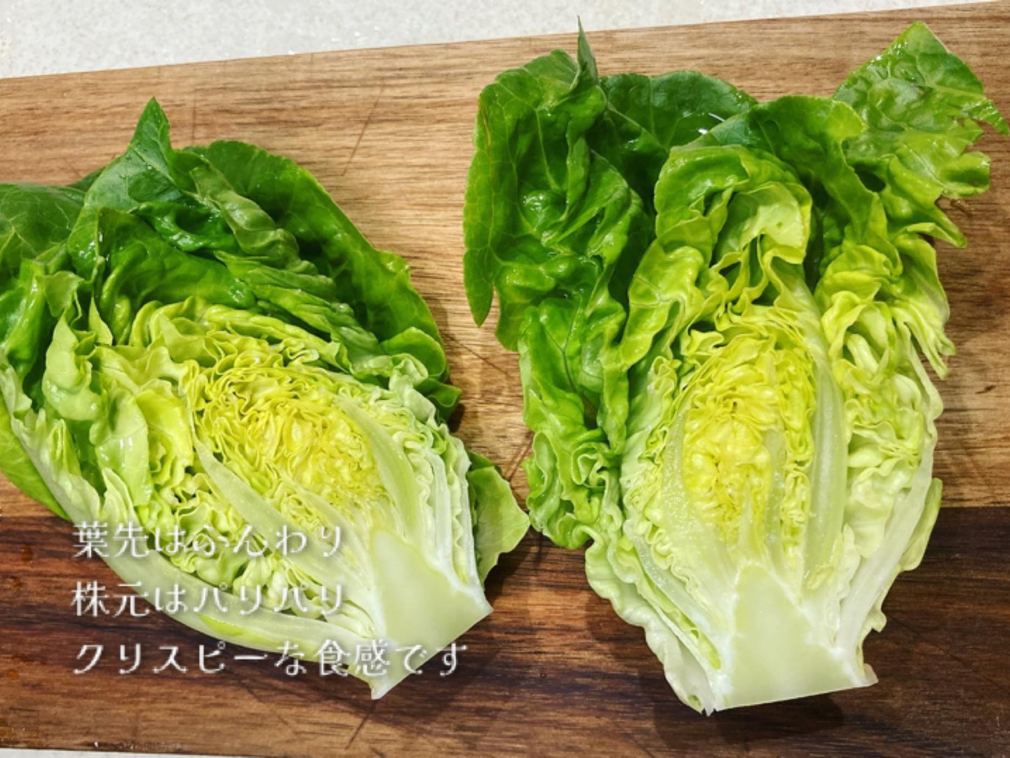 手のひらサイズのシュクリーヌ レタス 