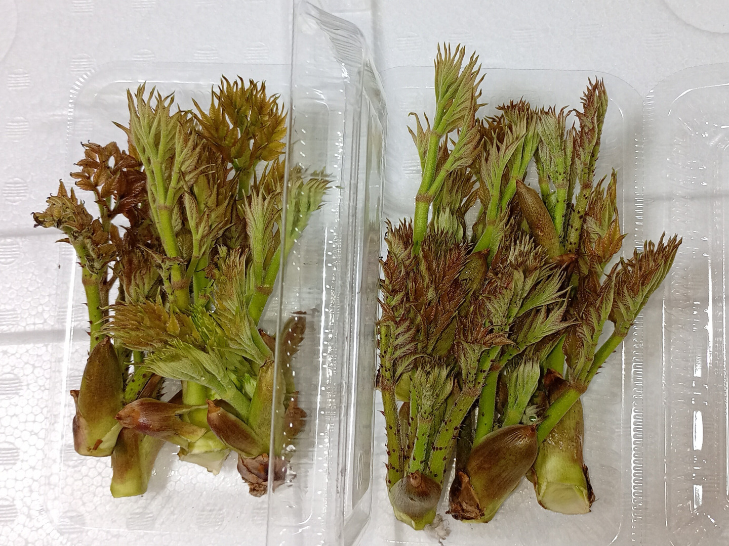 タラの芽100g【天然・自生】：福島県産のタラノメ｜食べチョク｜産地