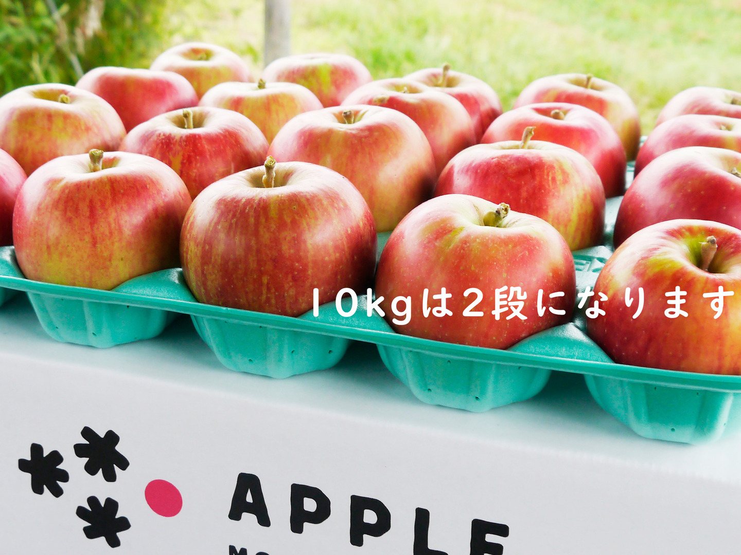 ご予約受付中】未希ライフ🍎10kgたっぷり みずみずしい夏りんご