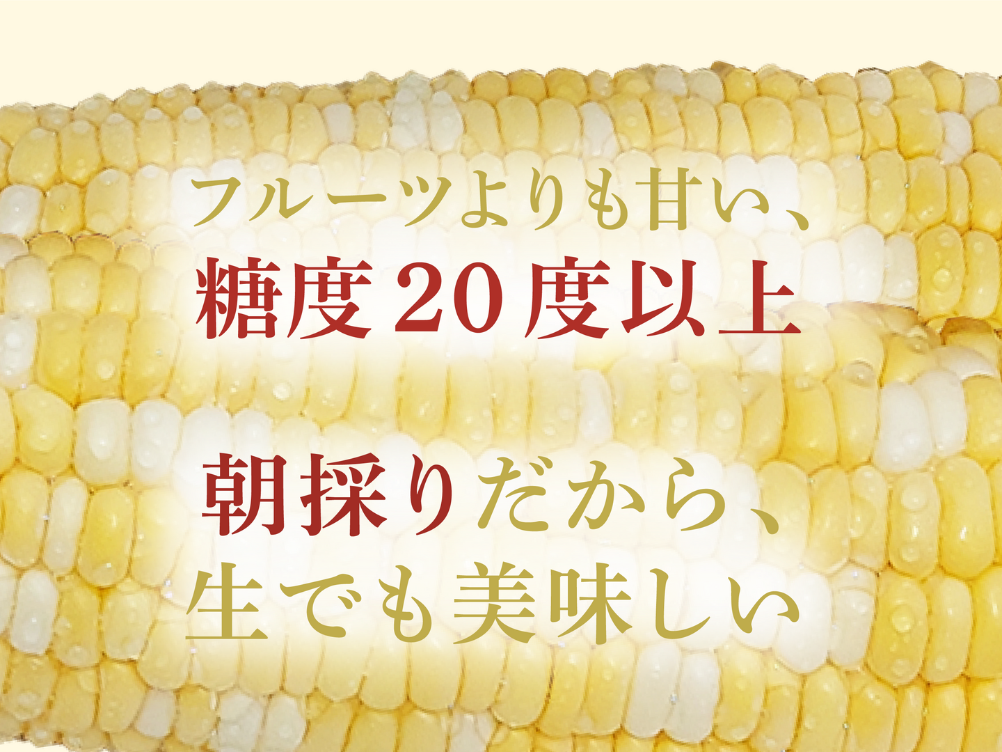 激甘】美味しいと判断したものだけをお届け バイカラーのトウモロコシ