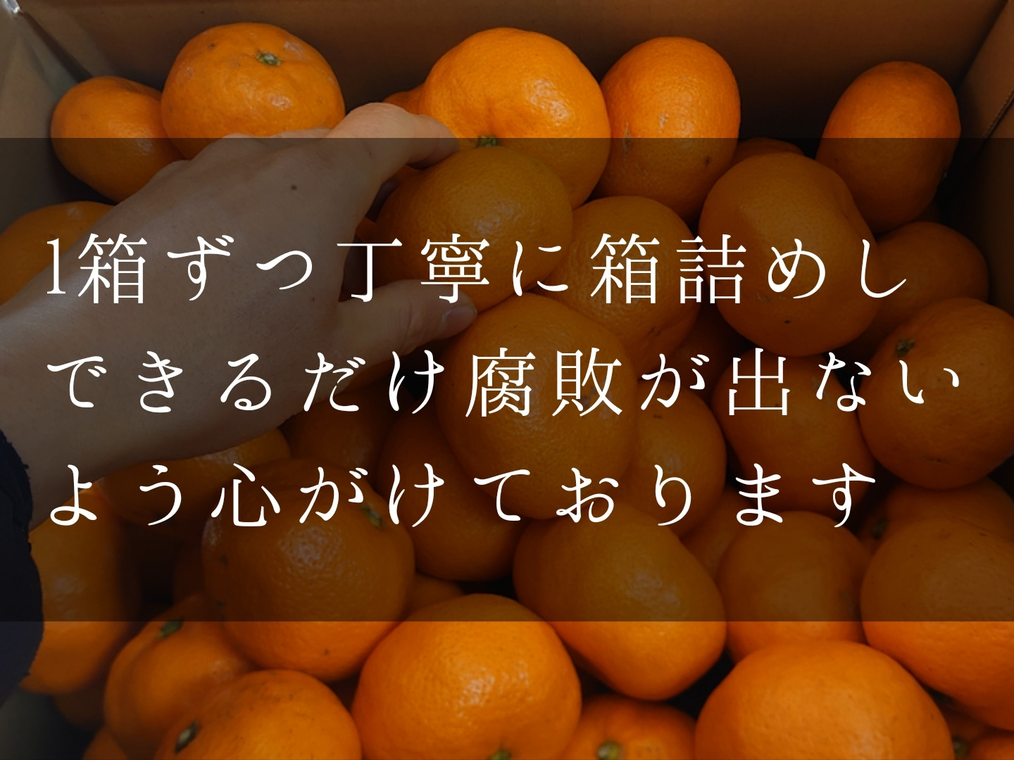 みかん様 792758951e9eda15917023285cf351