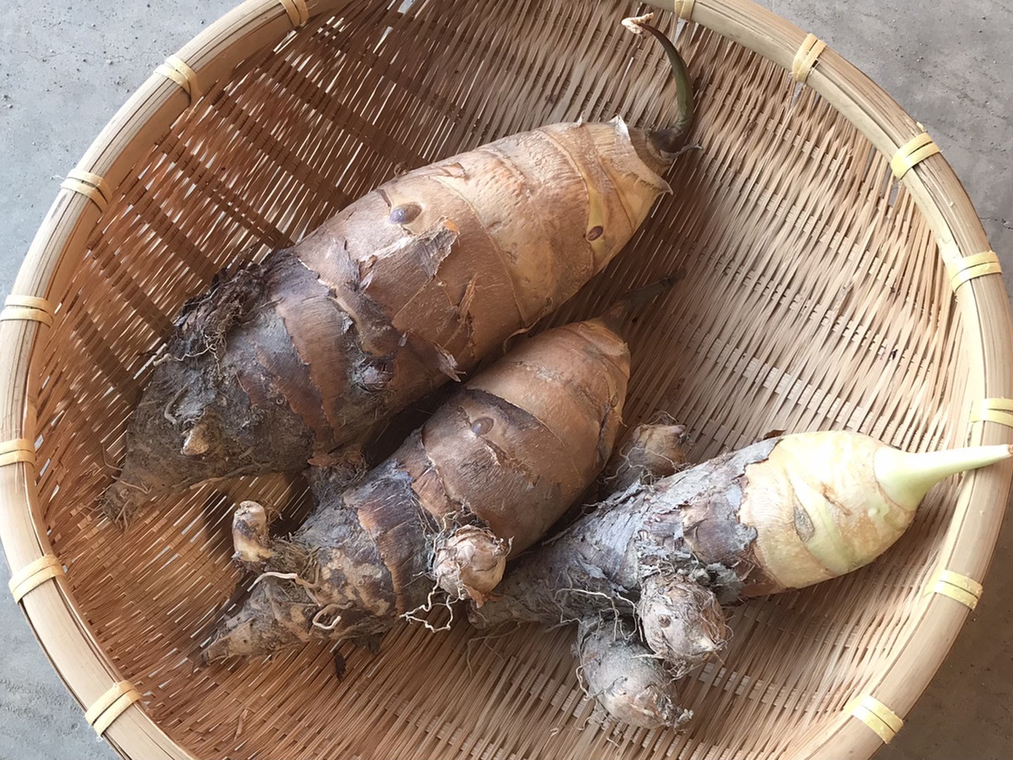 数量限定セール  京いも種子竹のこ里芋の種子10kg｜もどきご飯・こんにゃくご飯 ダイエットフード