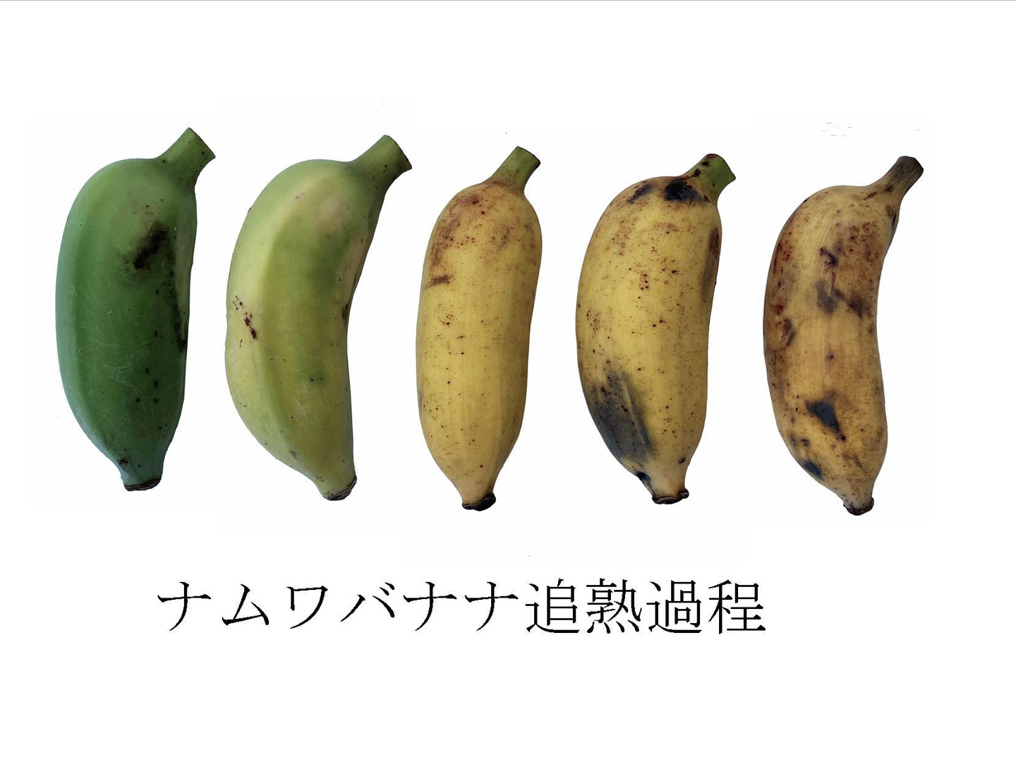 【2024新春福袋】 4fe32a6e91ebf9250e192a127e46b0 果物