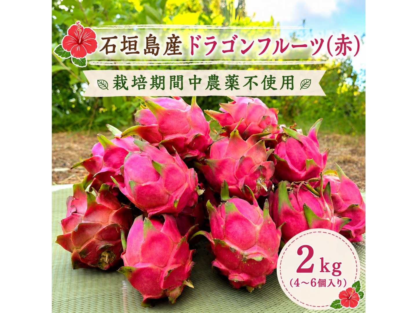 石垣島産☆『ドラゴンフルーツ(赤)』栽培期間中農薬不使用 2kg：沖縄県