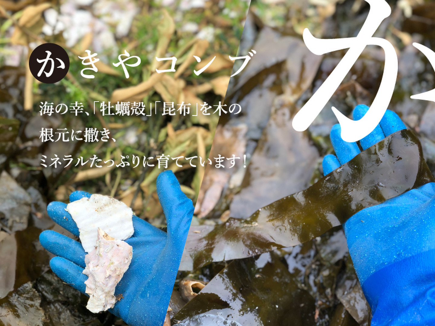 農薬不使用 南伊豆のニューサマーオレンジ 5kg＜箱売り