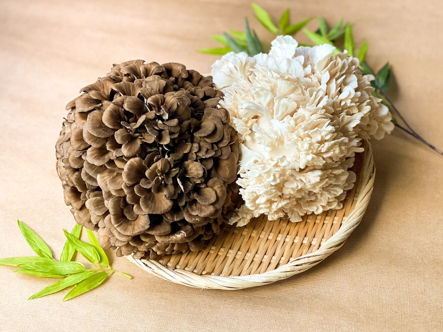 舞茸様、専用出品。 白黒セット!濃厚味わい!苦み少ない「びっくり舞茸」計2株
