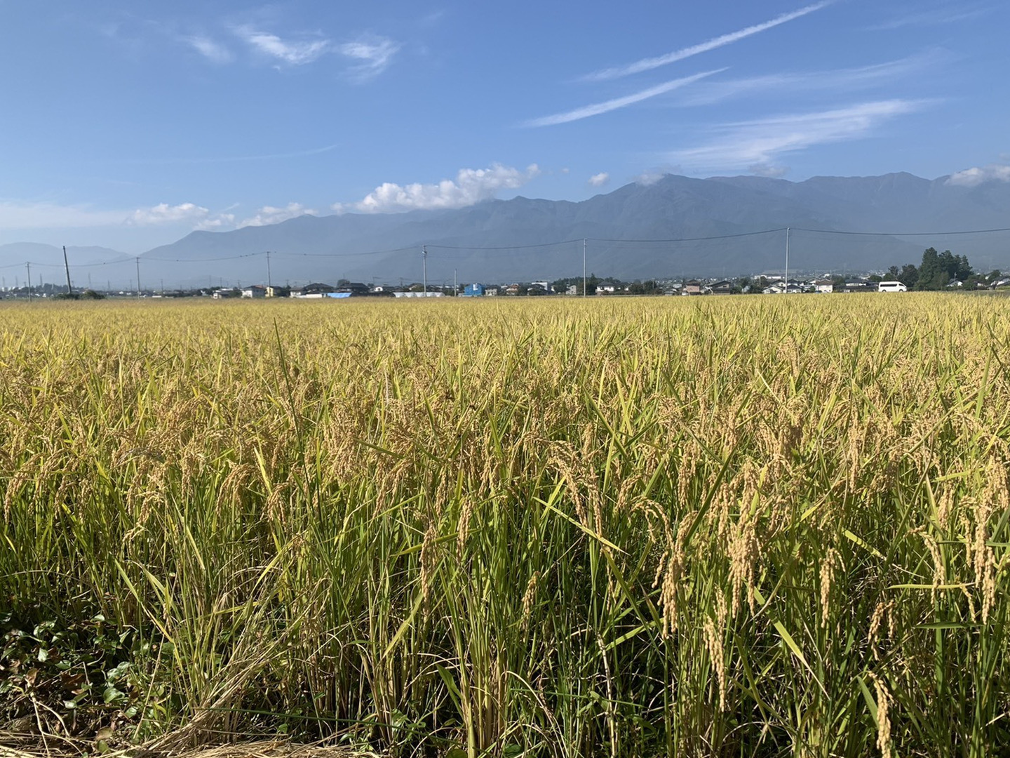 有機JAS取得】農薬・除草剤・化学肥料一切不使用 やめのおおきみ