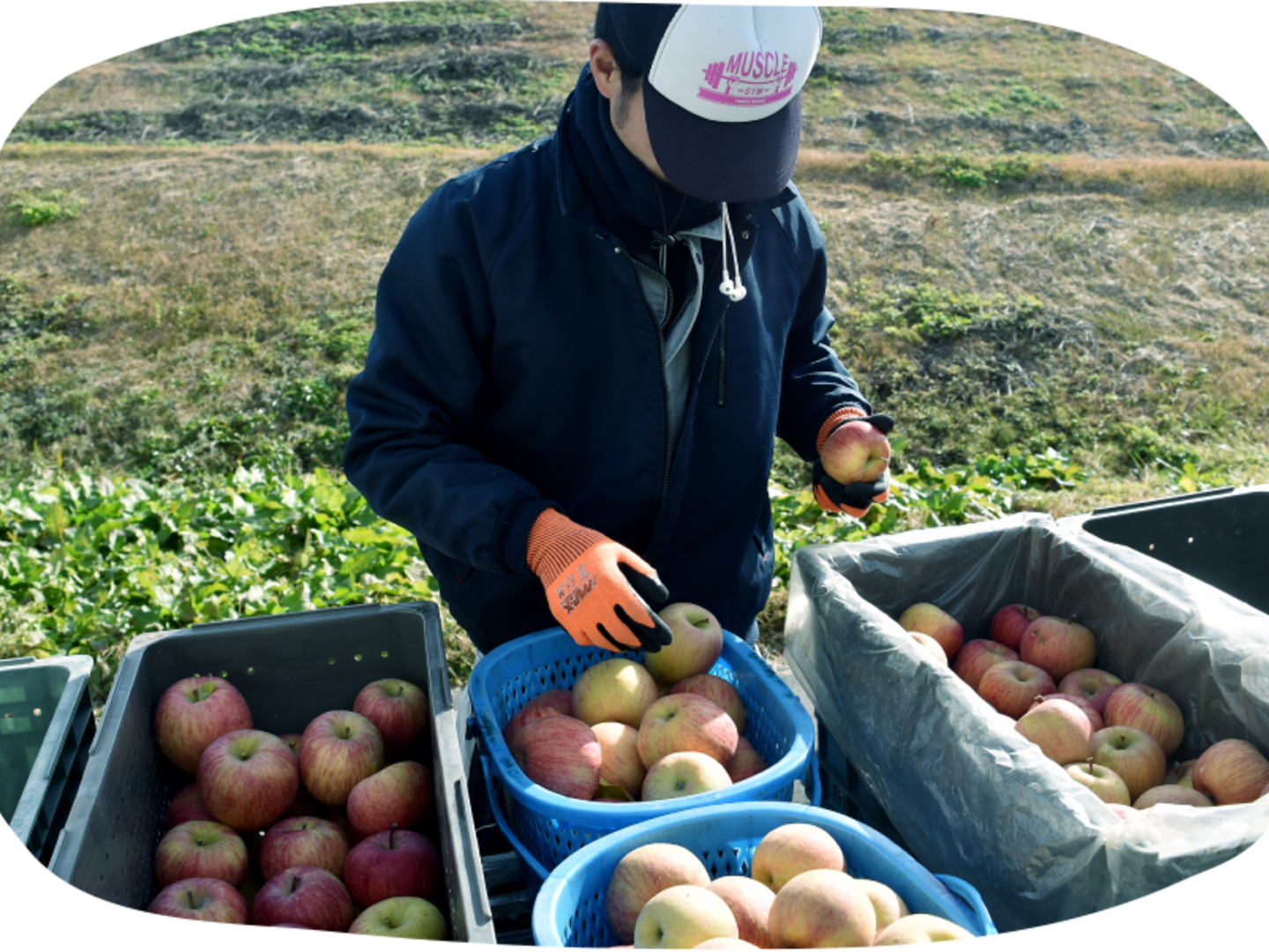 希少わら敷サンふじ　手土産品質中身10kg以上 楽天市場】ギフト お中元 夏ギフト しろいし洋菓子店のクッキー
