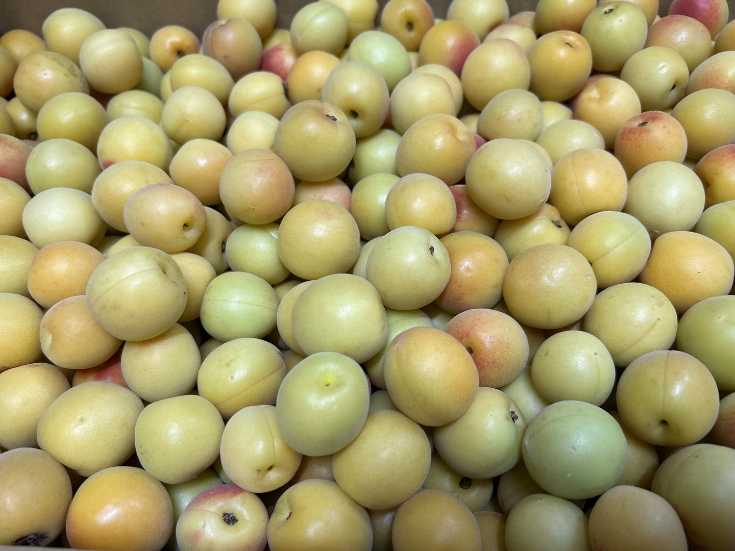 愛媛県産　七折小梅 家庭用約5Kg 楽天市場】【限定販売】七折小梅 約5kg（2〜3Lサイズ）5月下旬