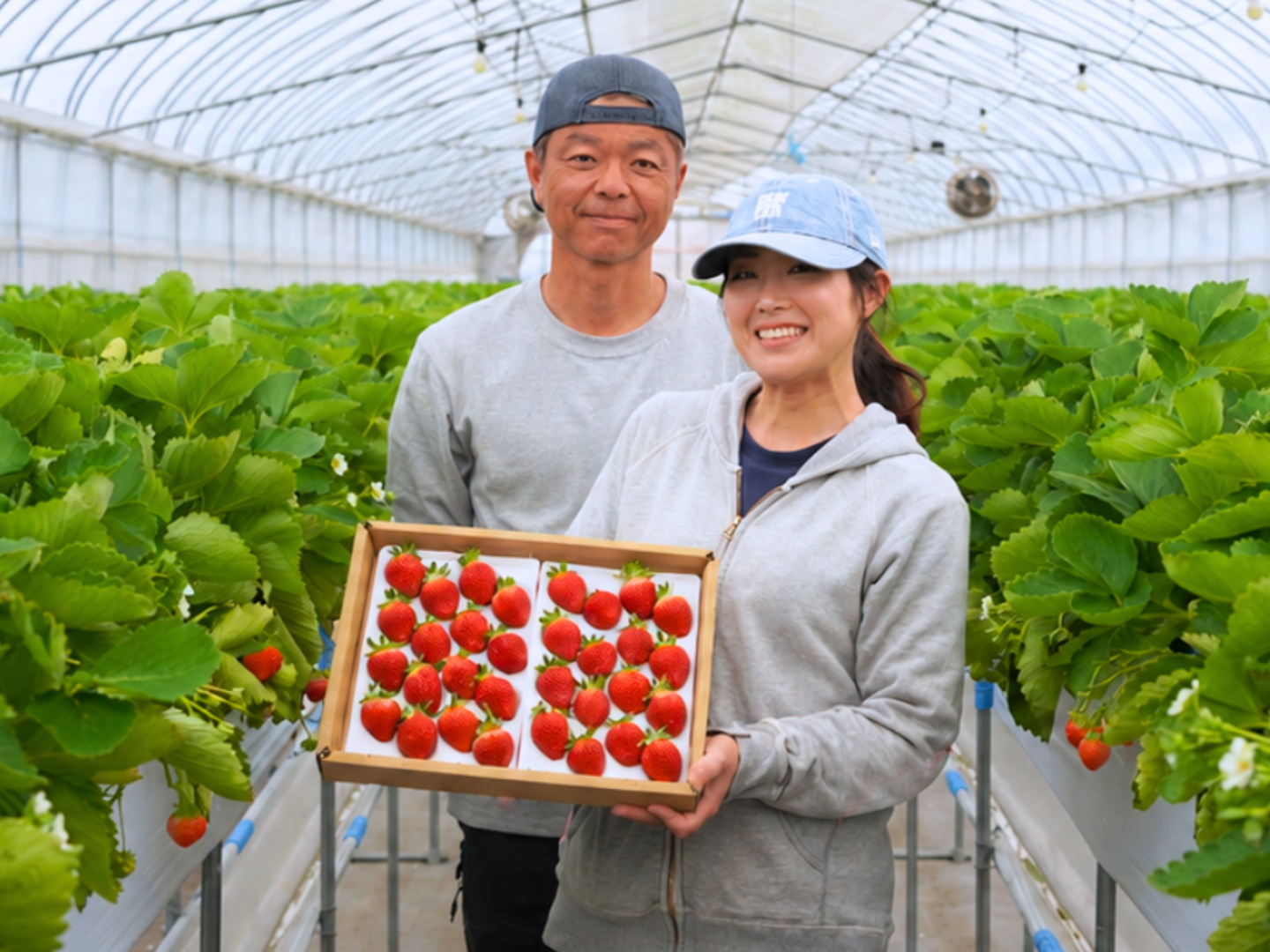 北海道の大地が育む、≪朝採れ≫夏いちご🍓「すずあかね・すずりっか