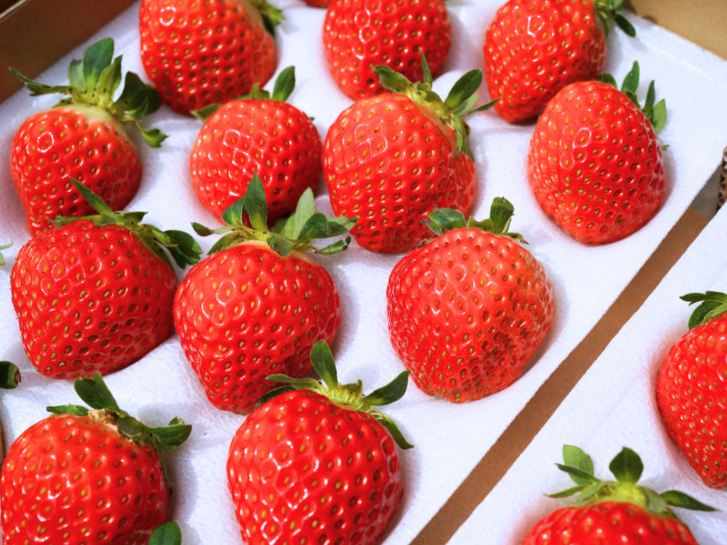 🍓北海道の大地が育む、≪朝採れ≫夏いちご「すずあかね・すずりっか