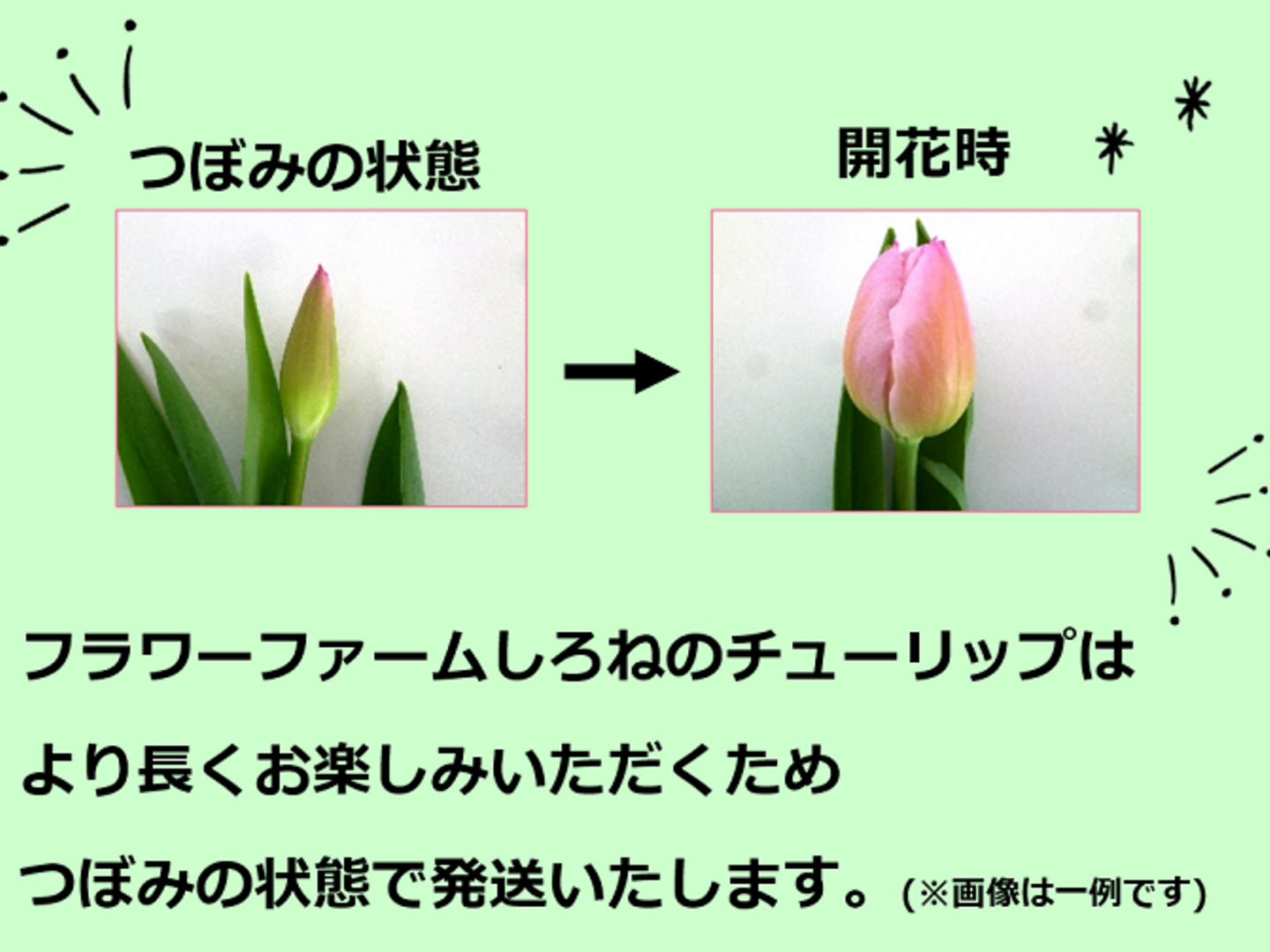 フィンランド 木製チューリップ切花タイプ20本 il_fullxfull.3693282416_97la.jpg