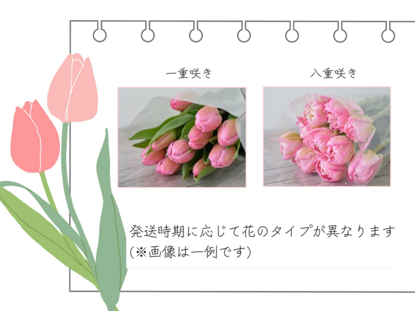 エンドウ　チューリップ大＆中セット b8dd7ea76479562285038af883d607