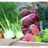 FENNEL
