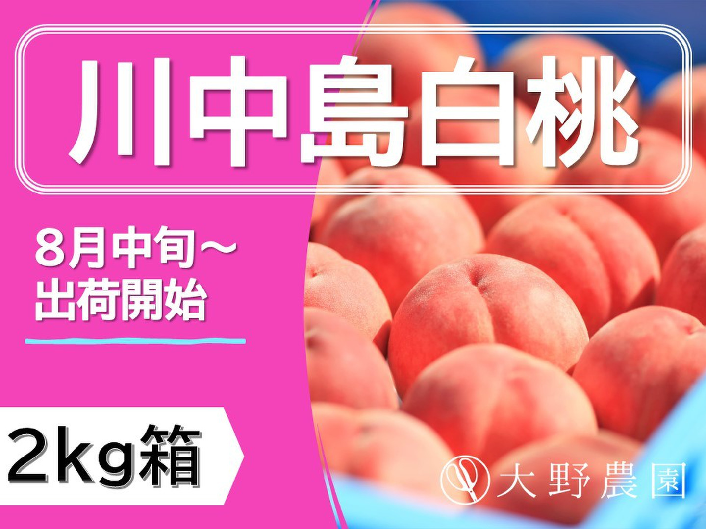 川中島白桃・2kg程度】硬くて甘い！鮮やかな濃紅色の大玉桃