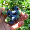 berry garden