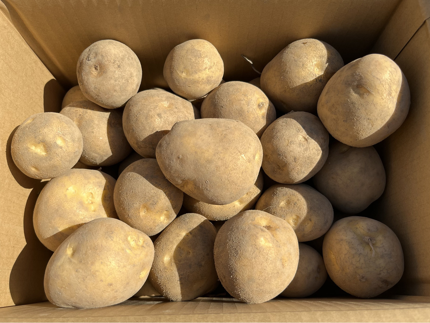 【オンラインショップ】 濃い味『とうや🥔』10kg 5kg×2箱セット送料 甘くてホクホク🎵 野菜