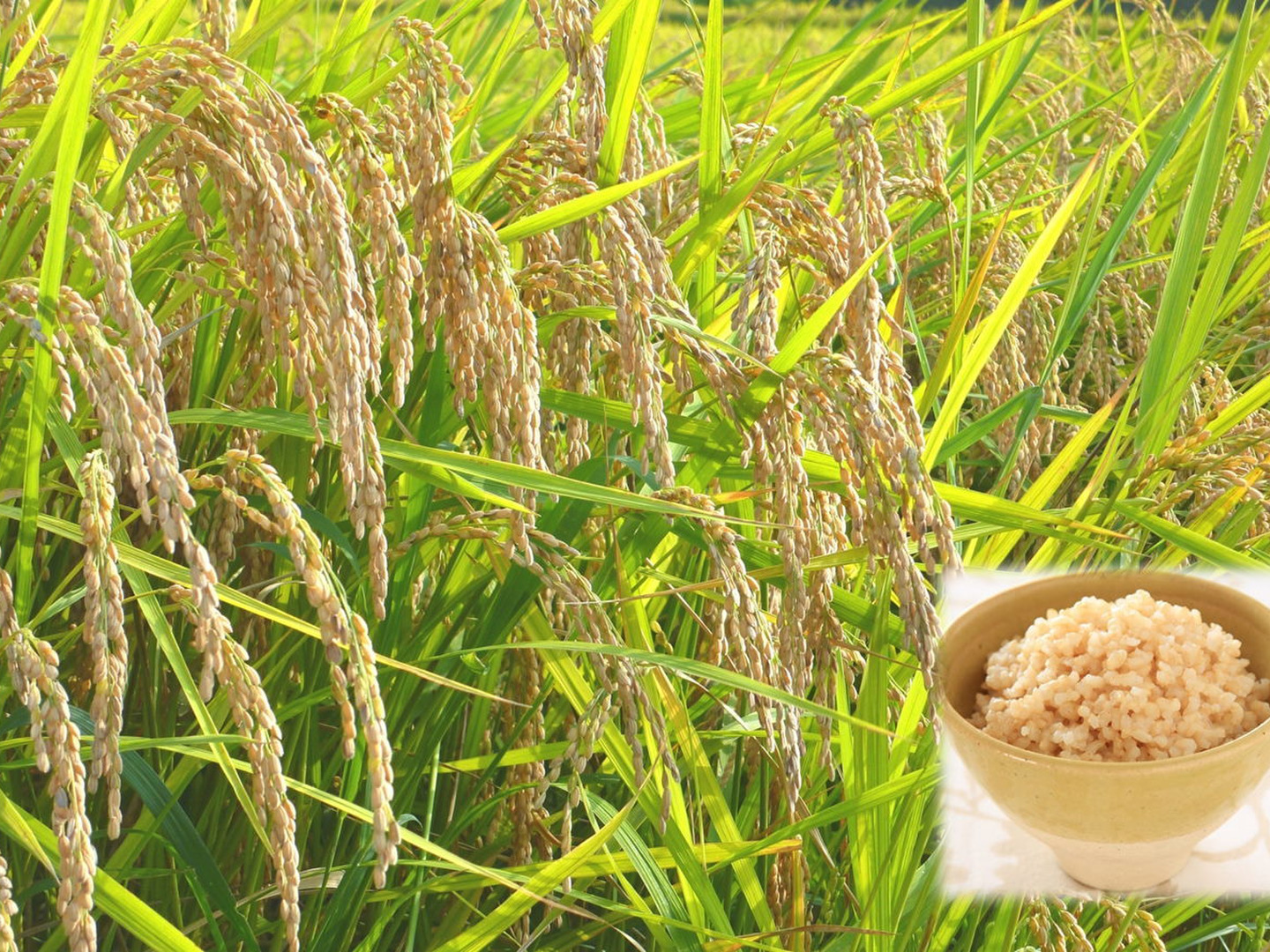 プチっともちもち食感／化学肥料不使用栽培・岩手県産いわてっこ