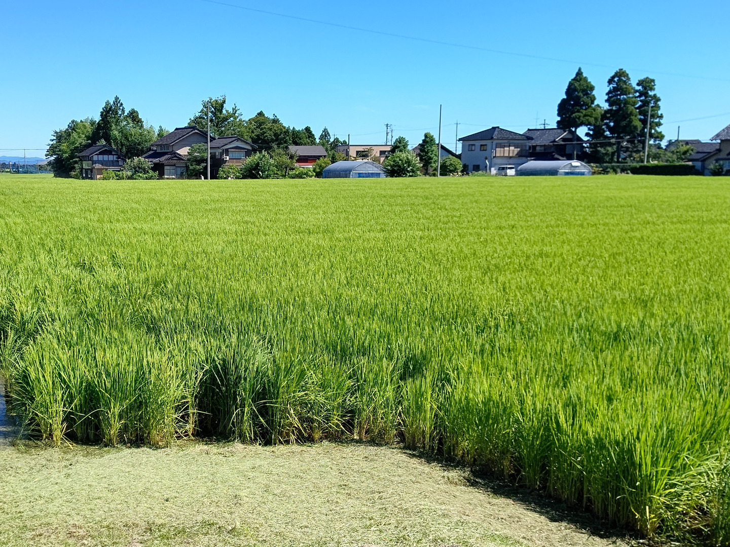 玄米》 お米20kg 令和6年 鳥取県産 コシヒカリ《玄米》