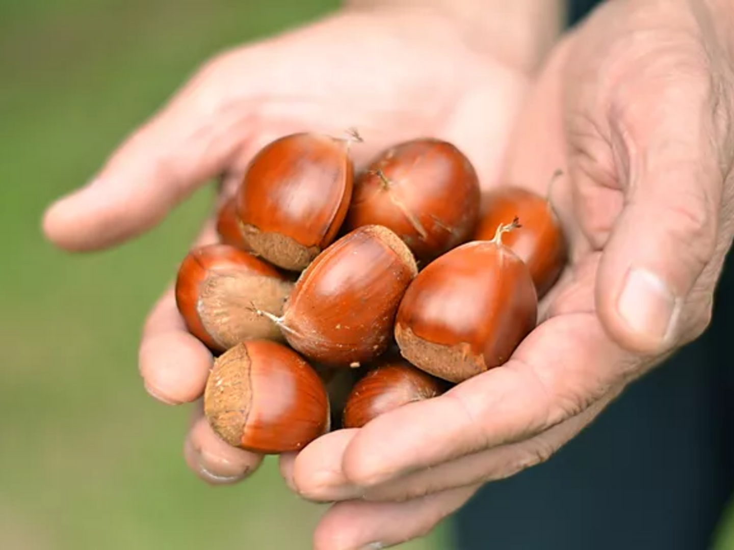 【価格据え置き】笠間の栗３Lサイズ×1kg（温湯殺虫済み）