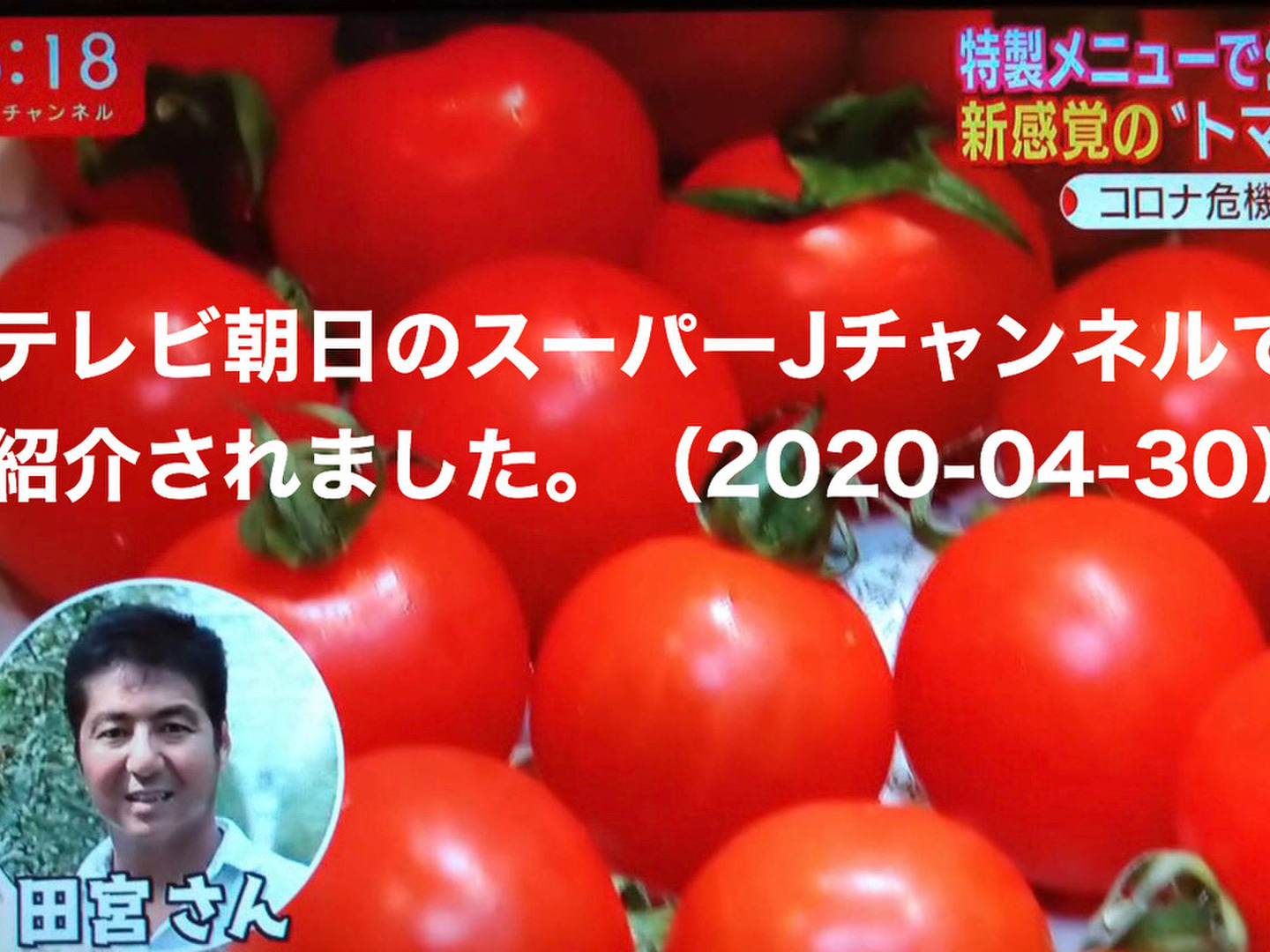 八ヶ岳産ミニトマト 約1.5kg コクがあって味濃いめ！：東京都産