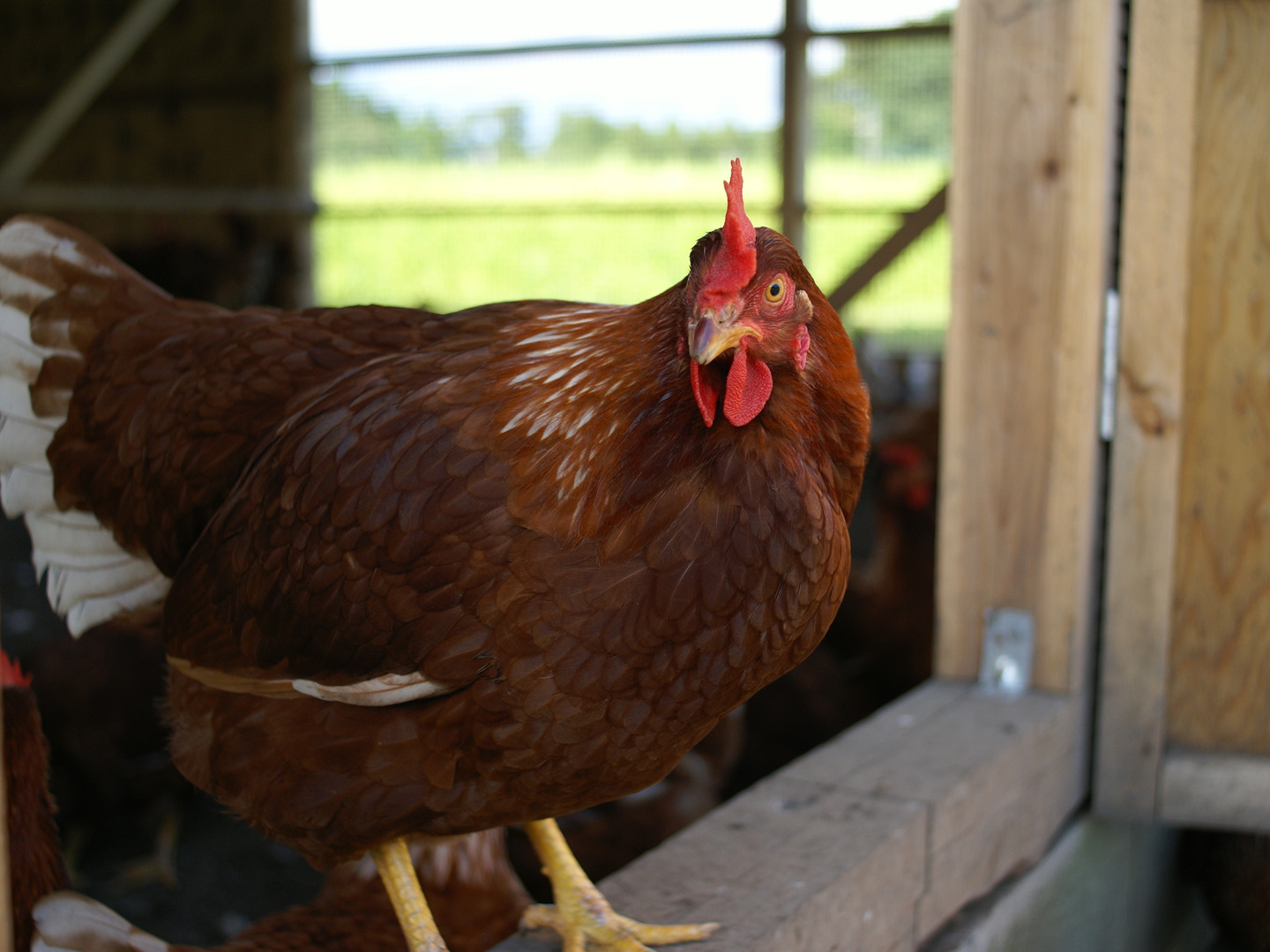 在庫処分セール 20個(MS〜L寸 10個入り2パック)】白身も美味い平飼い産みたて その他