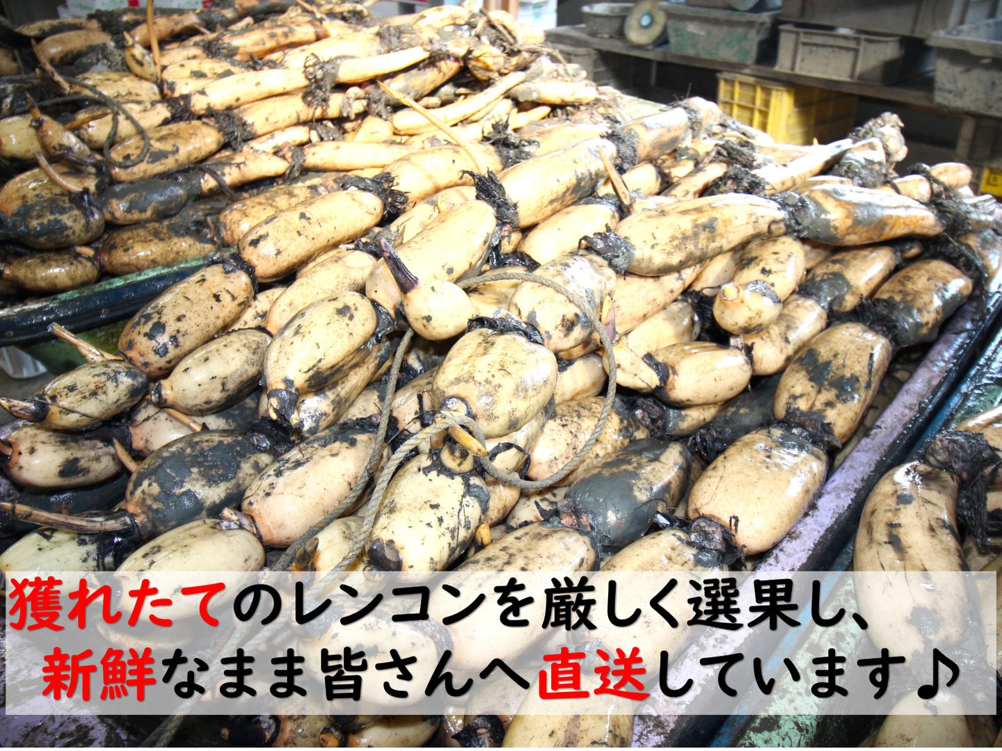 個包装なし、ぎっしり3kg超！】ホクホクっ！獲れたて新鮮、福が