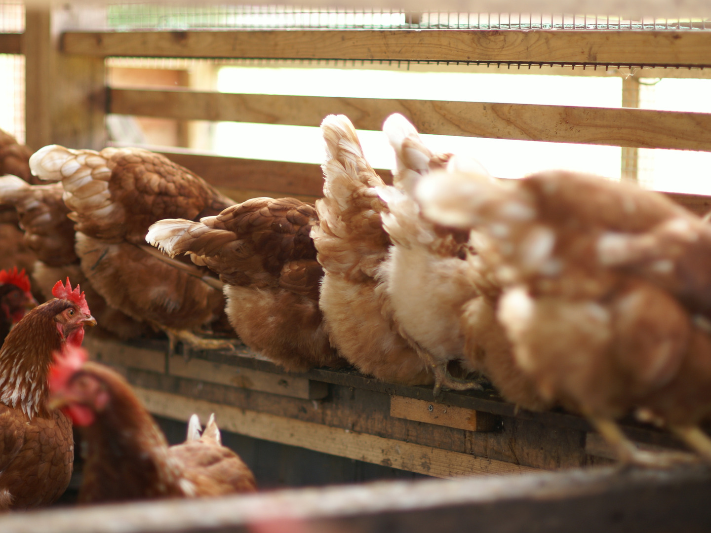 源さんの平飼い卵. M～2L120個10個入り12パック　朝採れ新鮮 源さんの平飼い卵. M～2L120個10個入り12パック 朝採れ新鮮