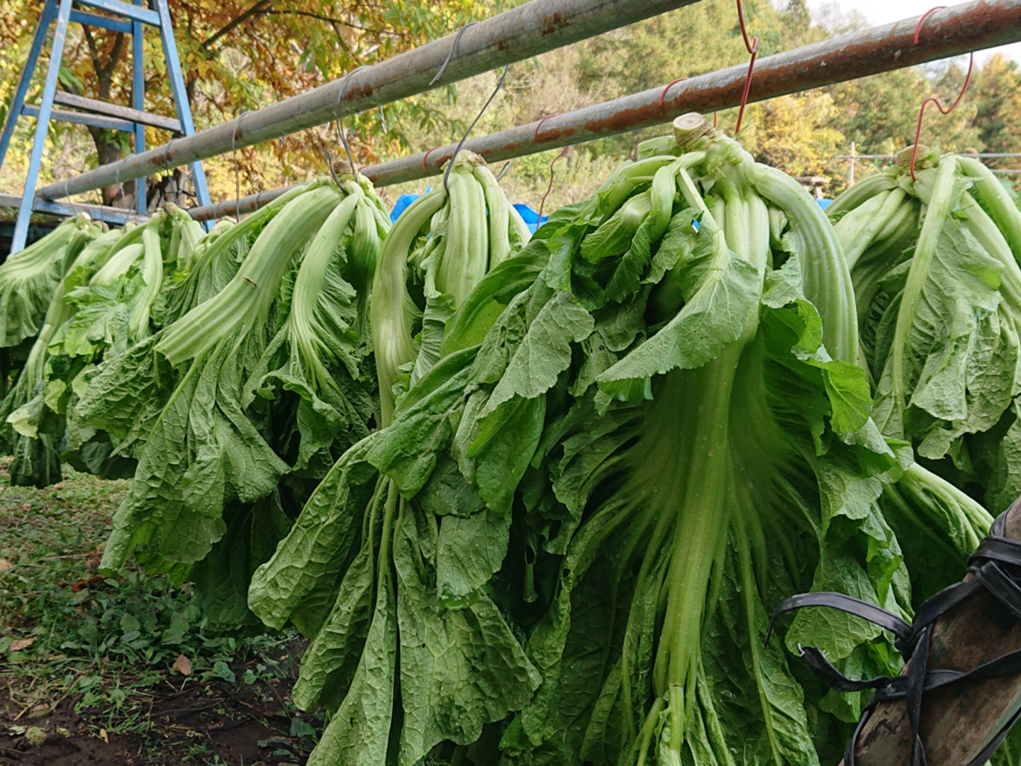 第一ネット 3af3f05eb1c489058f330750515d7f 野菜