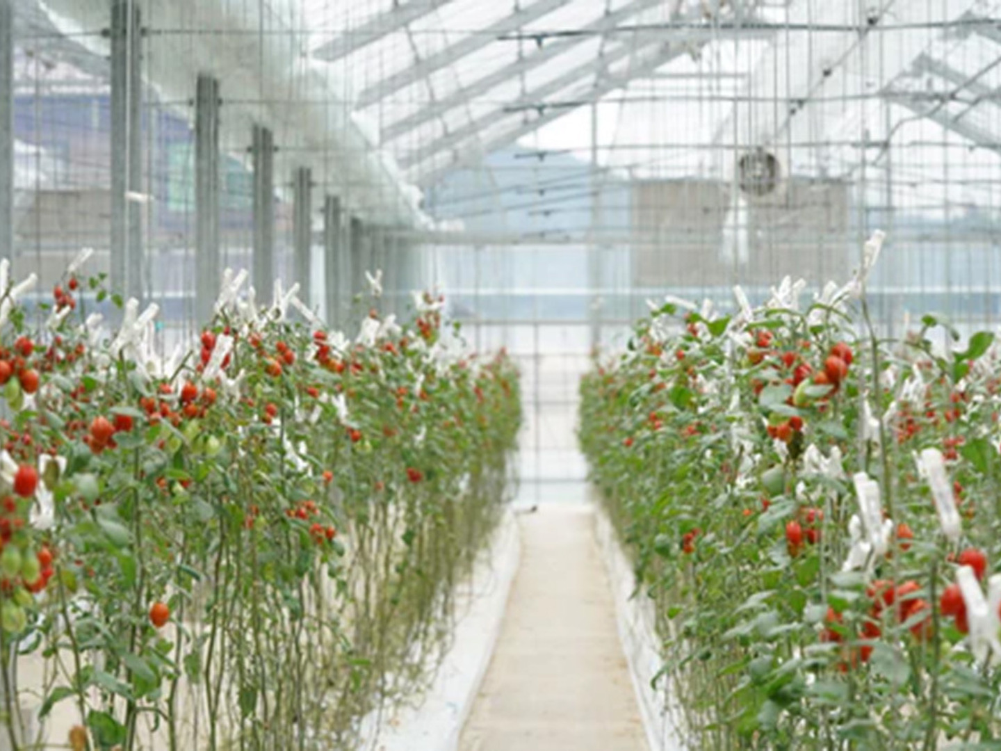 トマト様オーダーページ ミニトマトカッター カッター ミニトマト プチトマト カット 4等分