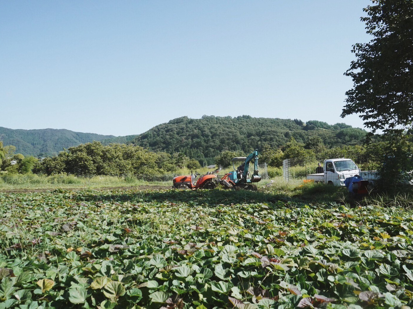 栽培期間中農薬不使用】紅はるか10kg(箱入)10月以降～発送予定