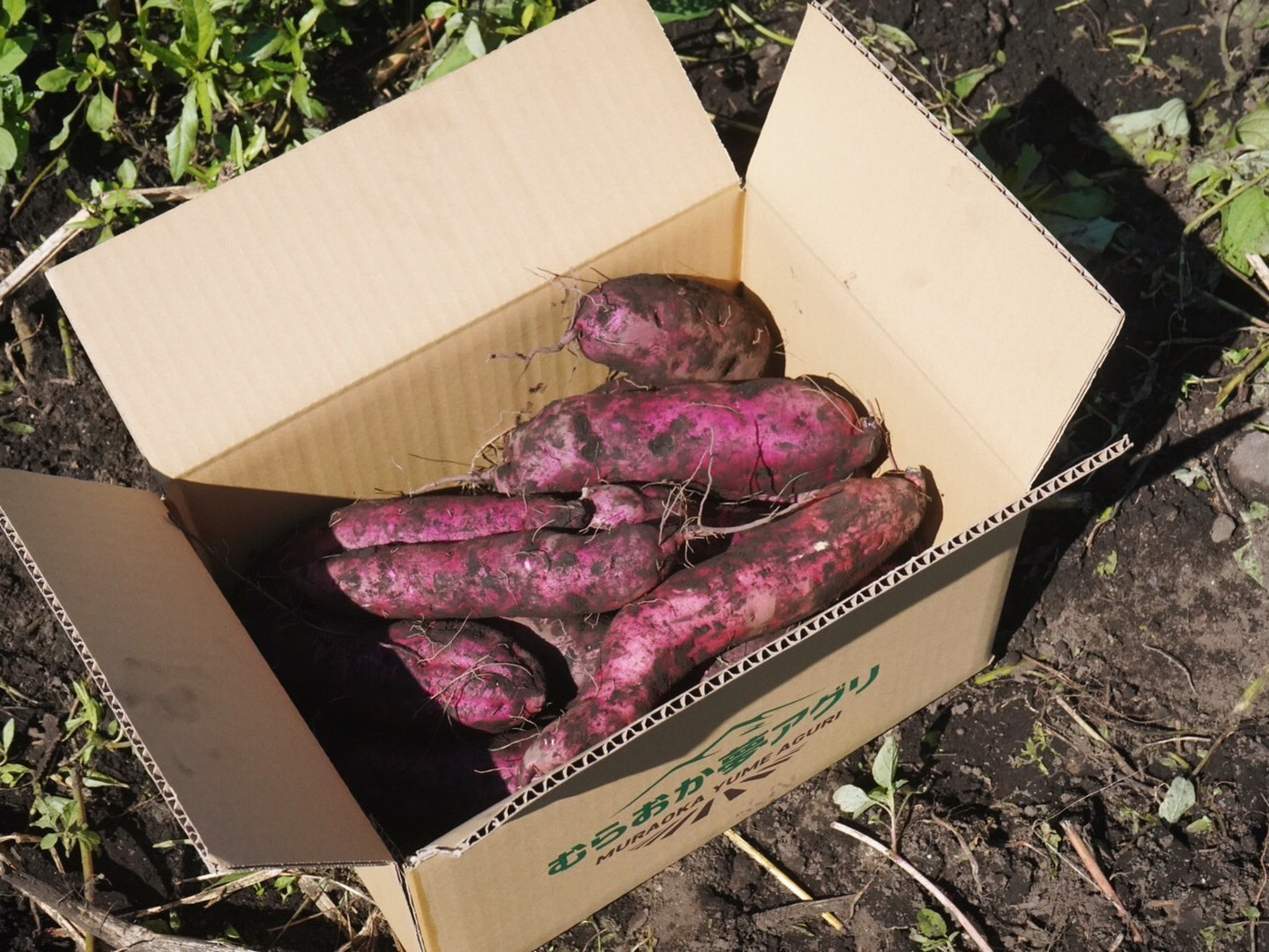 格安saleスタ 訳アリ】パープルスイートロード10kg(箱入) 熟成期間1ヶ月 野菜