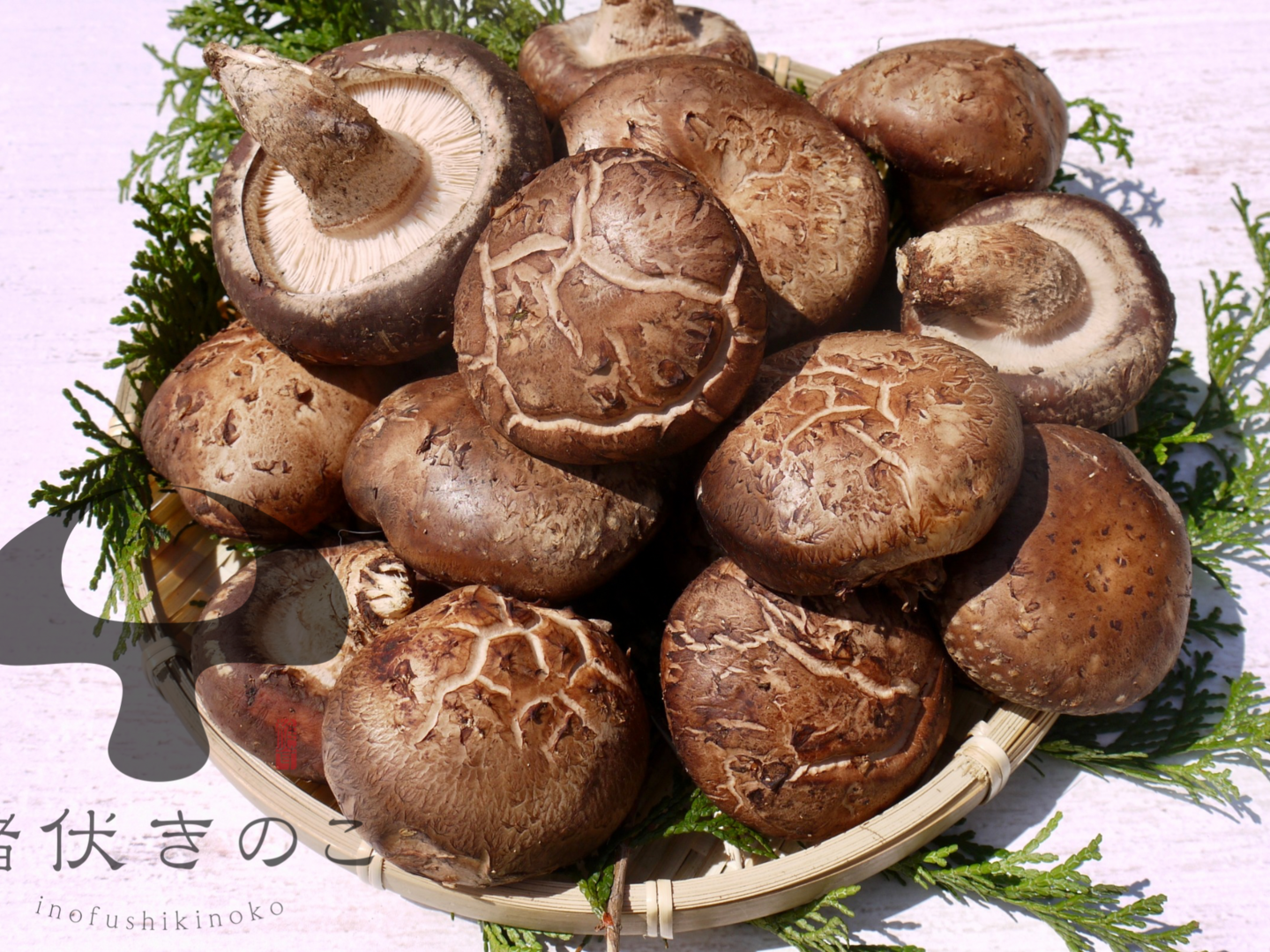 数量限定】3袋パック 肉厚の原木椎茸 約500g：大分県産のシイタケ