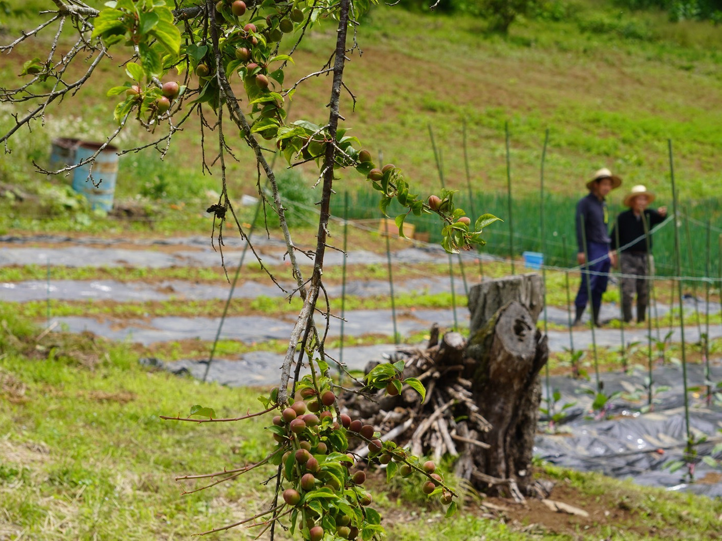 自然のままの小梅1.8㎏！自然豊かな山梨県上野原より：山梨県産