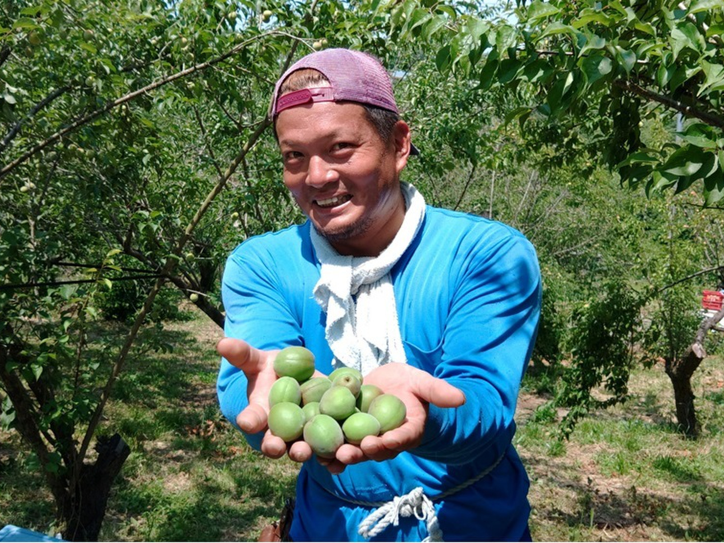 匿名配送】山形県産 幻の谷沢梅 完全無農薬 サイズミックス10