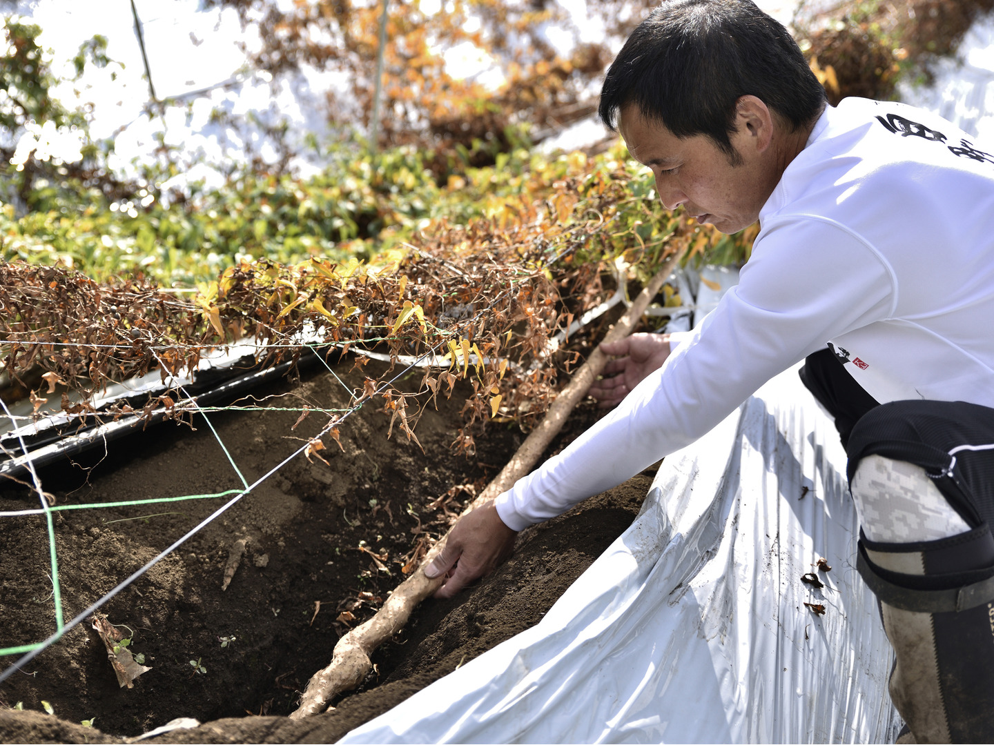 送料無料】【発送中です！】黒部産山堀り天然自然薯 1,000g 2~3
