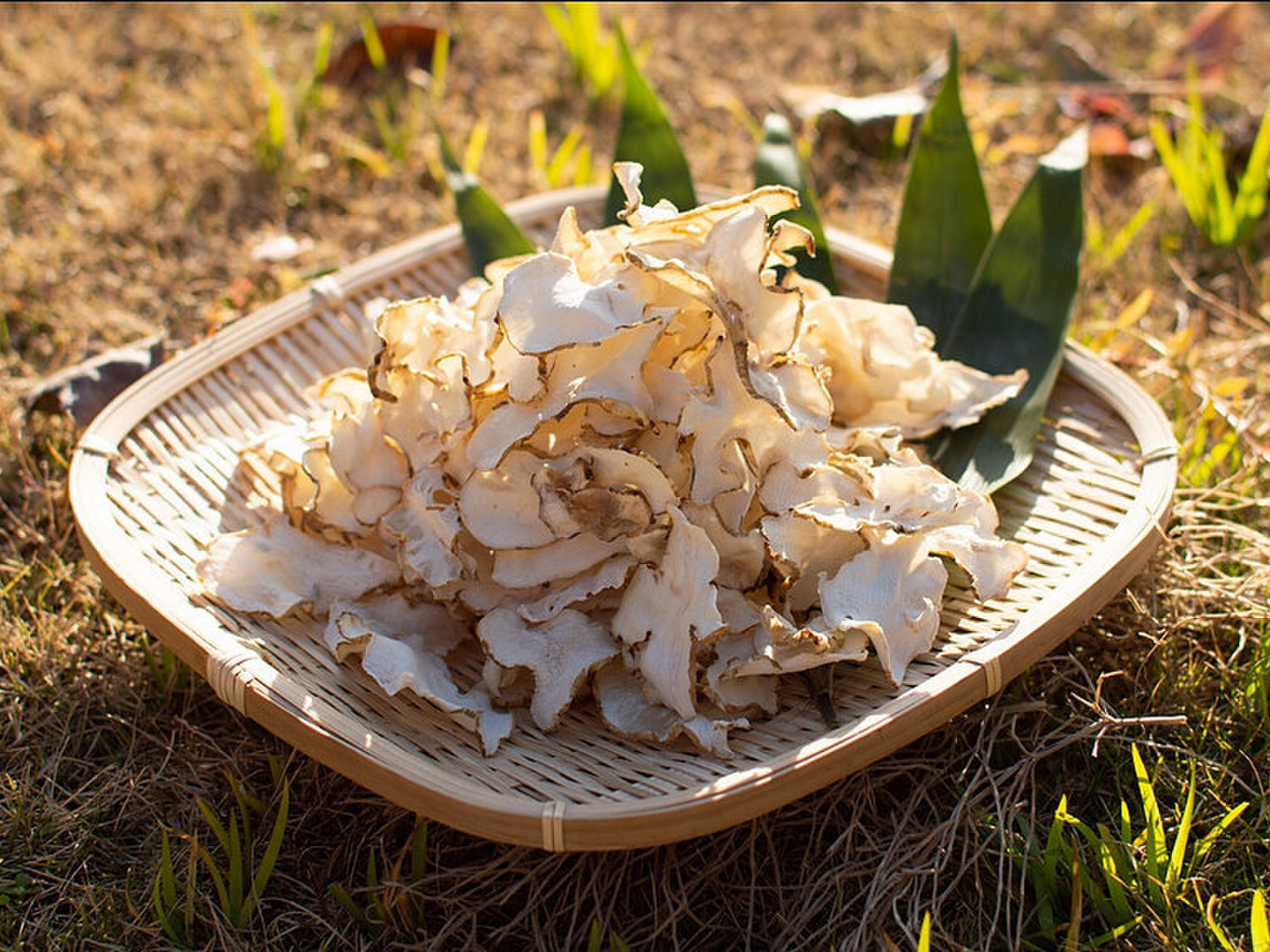 BJ 菊芋チップス 600g(120g×5袋) 菊芋パウダー100g キクバイセット（菊芋お茶2.5g×24包 菊芋チップス60g 菊芋