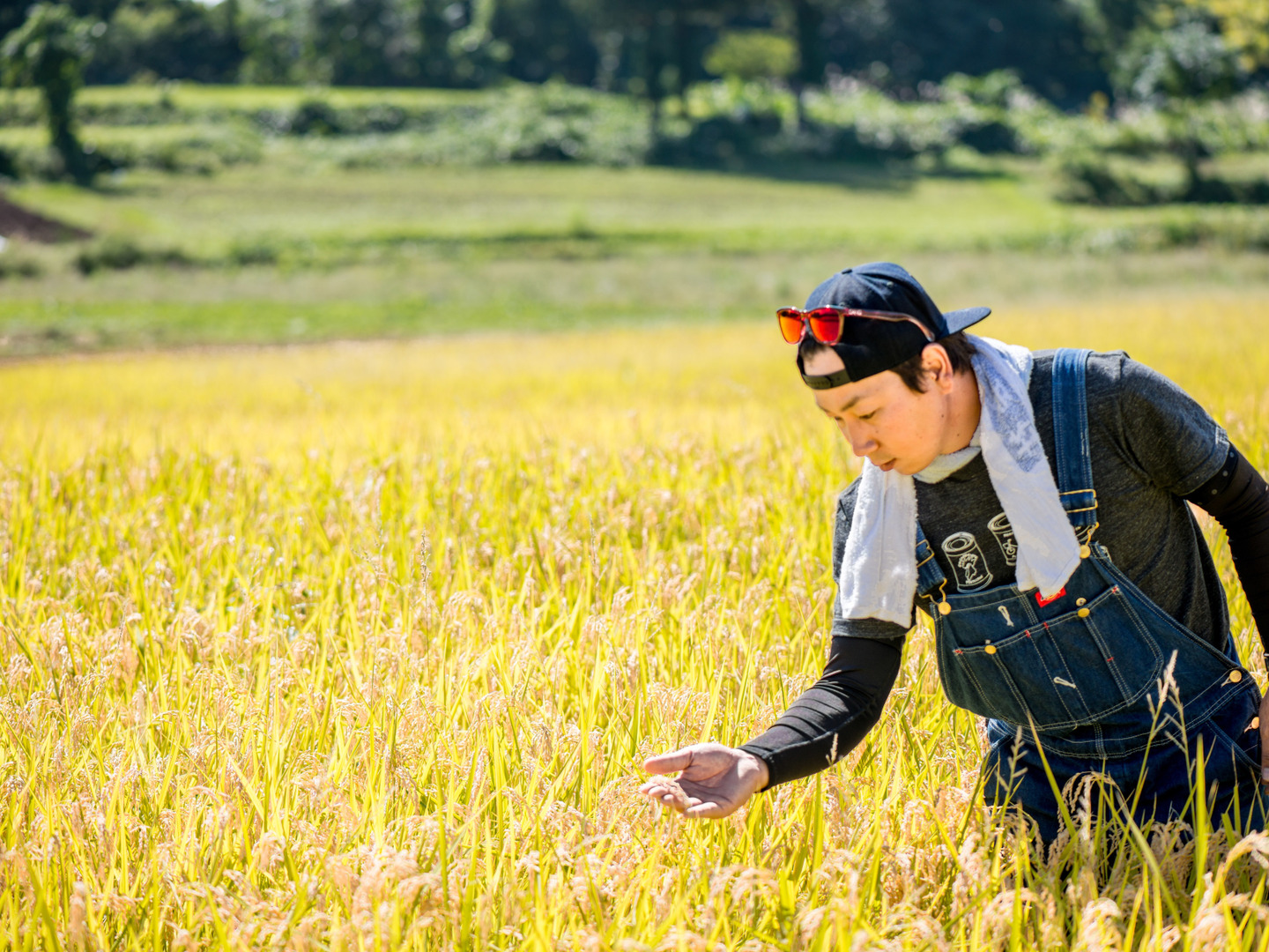 ☆数量限定☆令和6年産 七〇八米【三味一体】白米 コシヒカリ 3