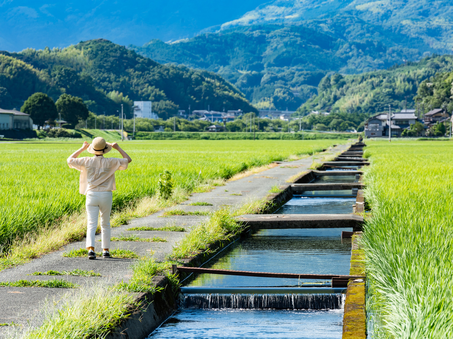 もちもちの弾力！令和6年産「にこまる」10㎏(精米5㎏×2袋