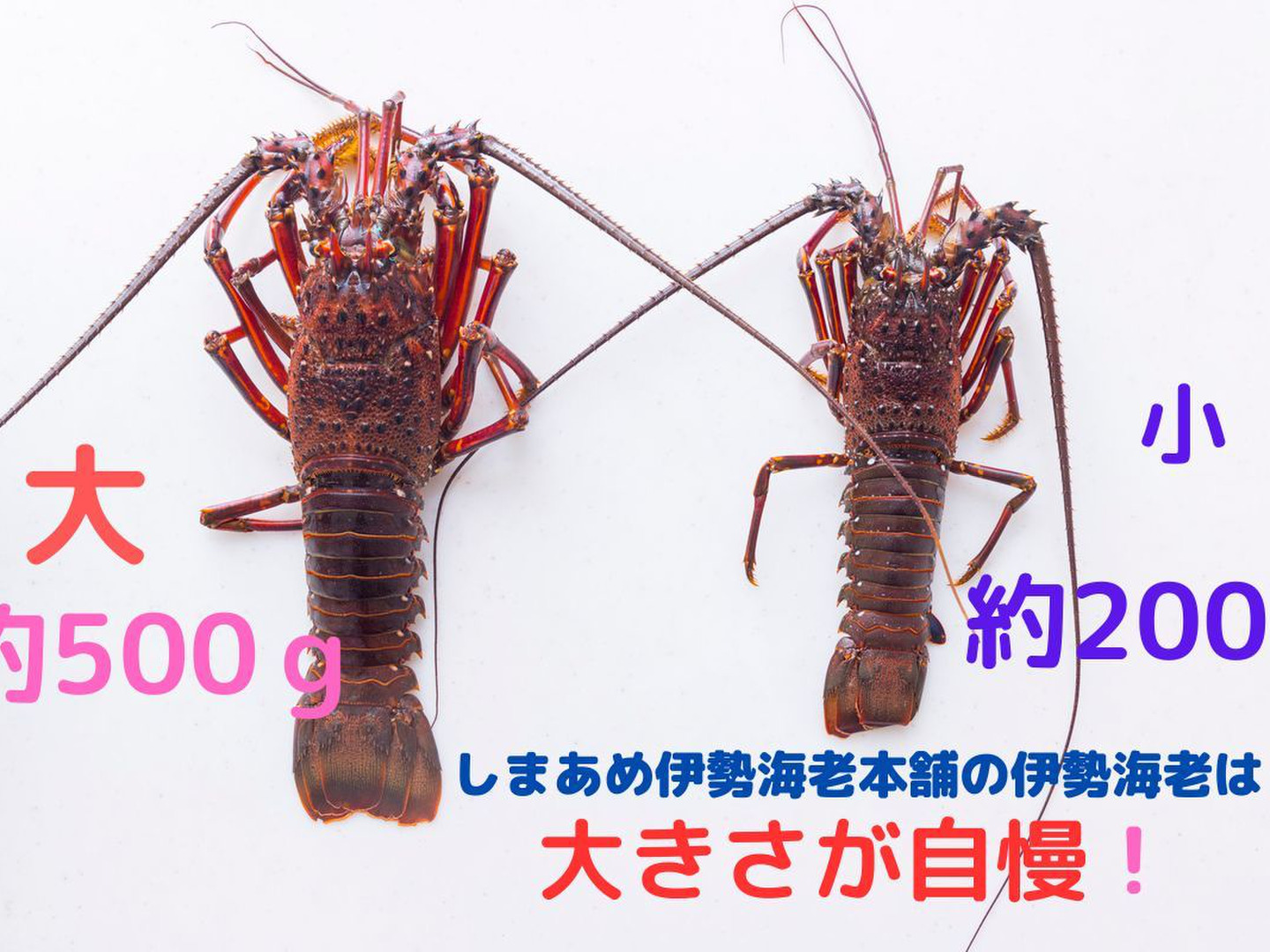 活きた伊勢エビ 1Kg入り 10匹