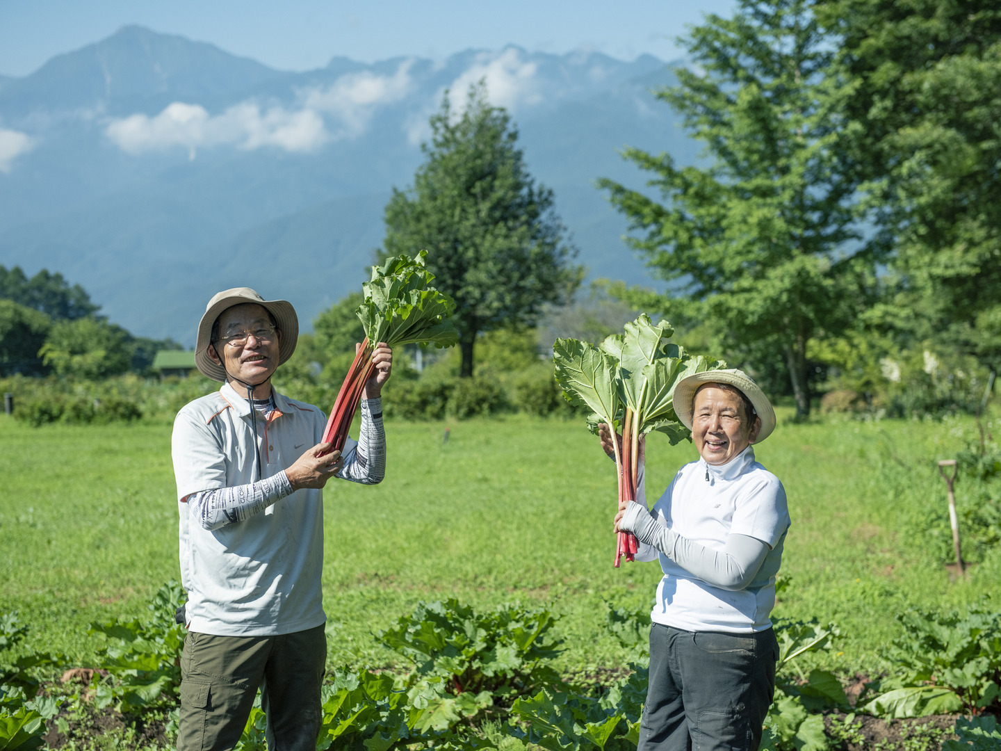 冷凍赤ルバーブ　4キロ　八ヶ岳山麓 冷凍赤ルバーブ 4キロ 八ヶ岳山麓 - メルカリ
