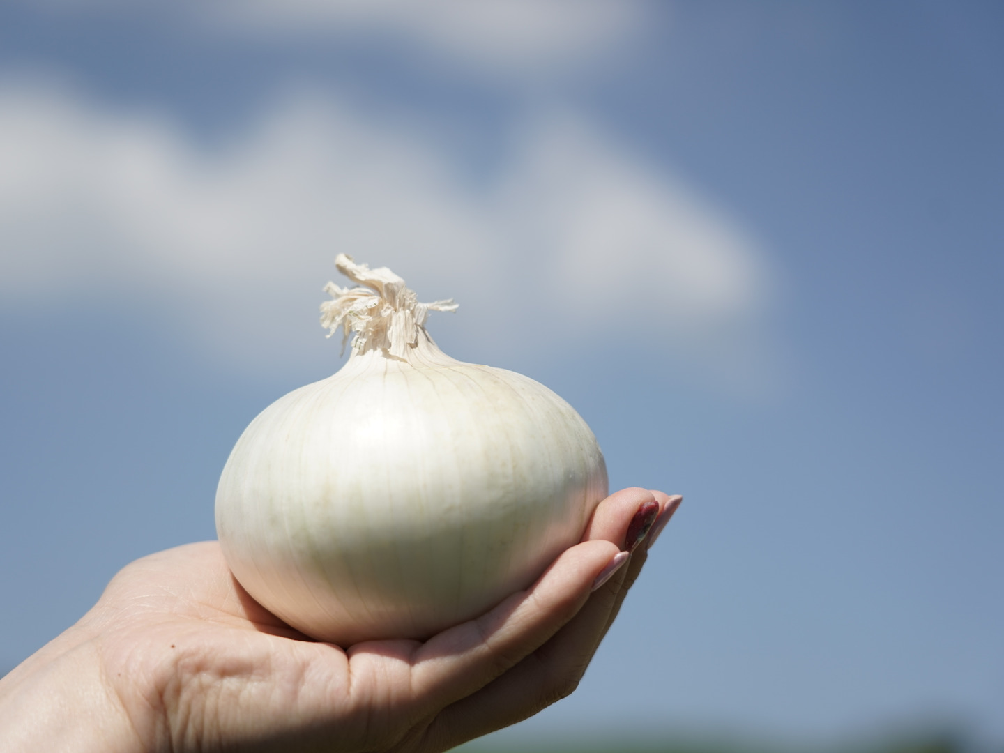 訳あり】≪希少品種≫真っ白な白たまねぎ 5kg 特別栽培