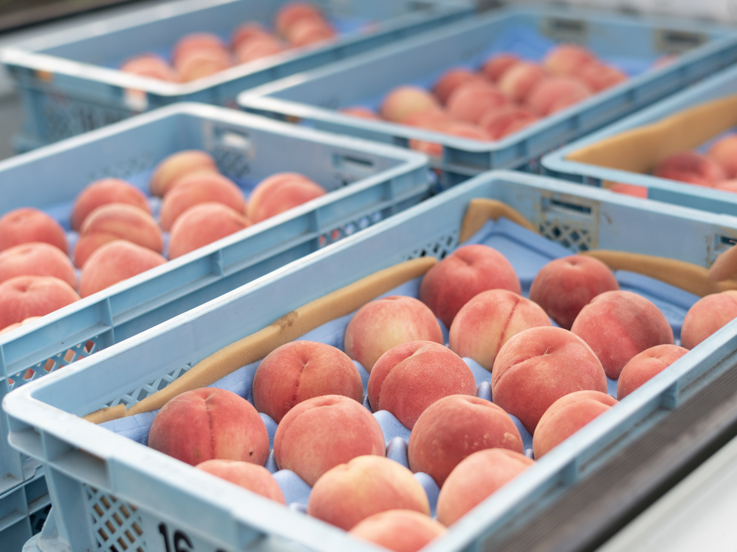 7月発送！限定30箱】乳酸菌で大切に育てた特別な桃《プレミアム